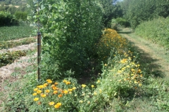 haricots verts toujours les fleurs au pied des légumes pour la pollinisation