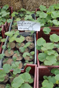 plants de courge