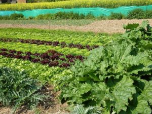 rhubarbe et salades