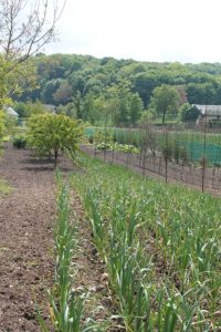 poireaux et arbres fruitiers