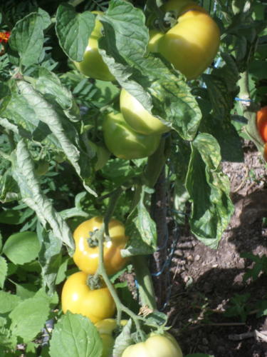 tomate du jardin des marais SAMSUNG CAMERA PICTURES