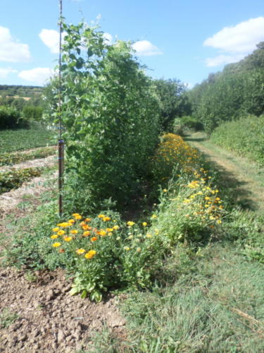 haricots verts